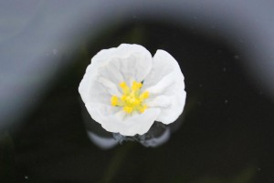 20140805　オオカナダモの花 (1)